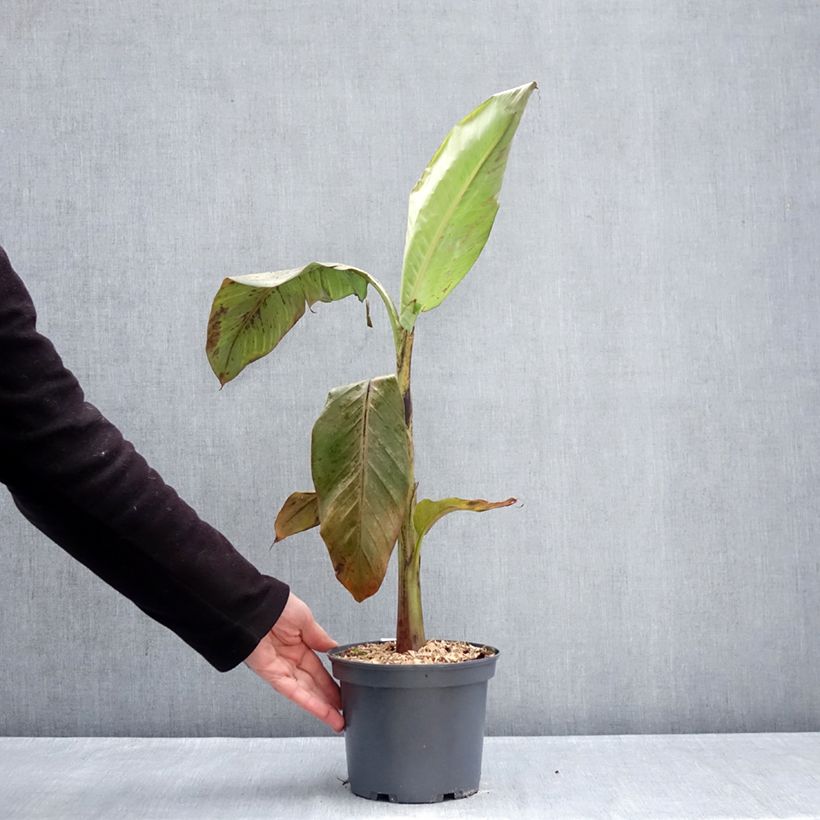 Spécimen de Musa itinerans Mekong Giant - Bananier voyageur Pot de 2L/3L tel que livré en hiver