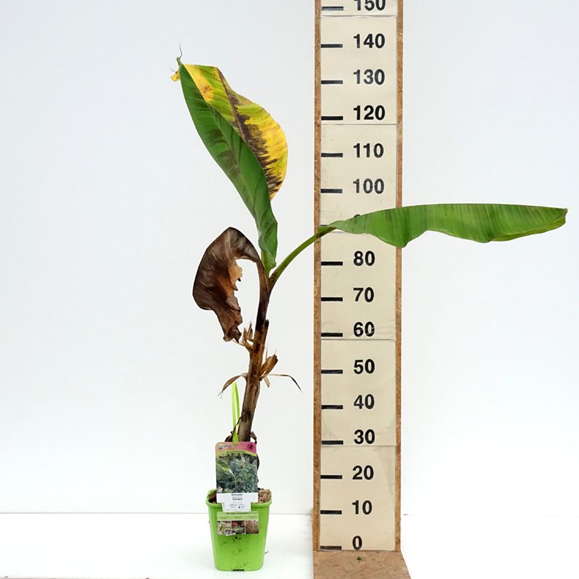 Spécimen de Musa sikkimensis Ever Red - Bananier du Sikkim Pot de 4L/5L tel que livré en automne
