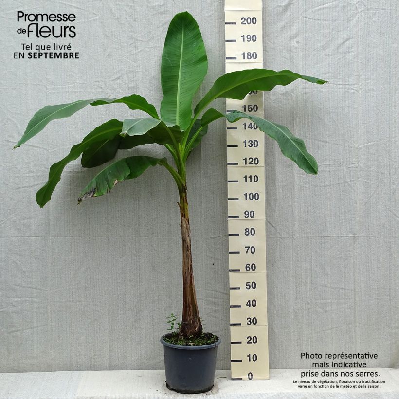 Spécimen de Bananier à fleurs roses - Musa velutina Pot de 12L/15L tel que livré en automne