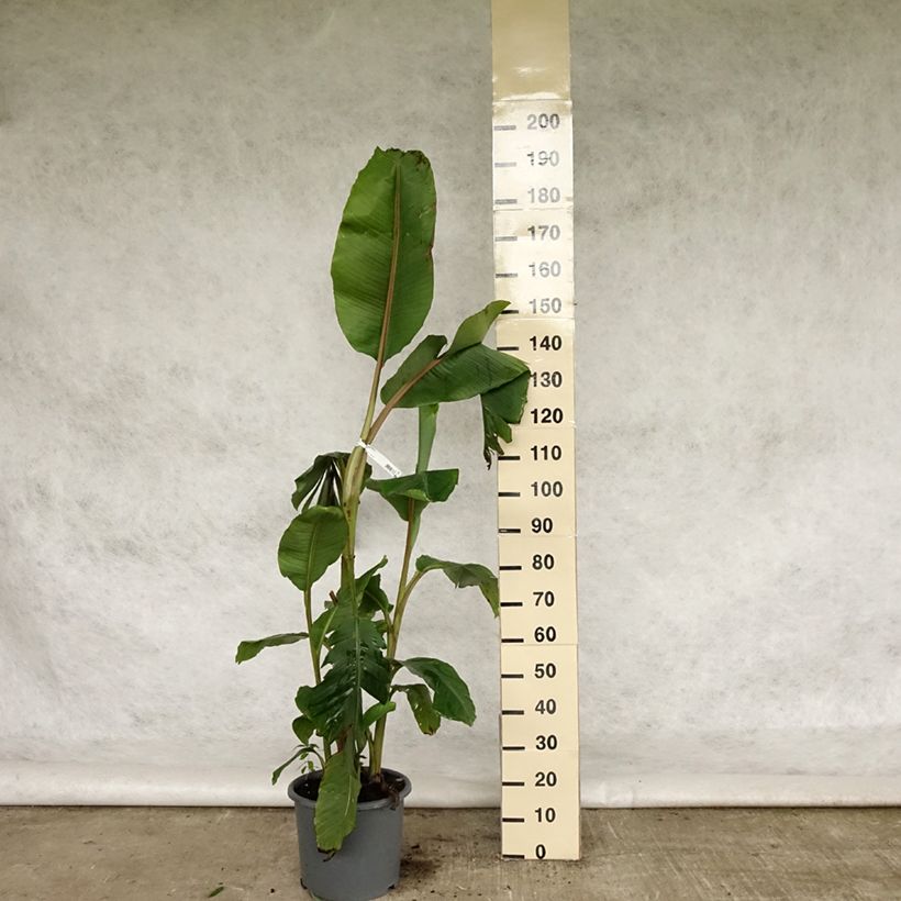 Spécimen de Bananier à fleurs roses - Musa velutina Pot de 12L/15L tel que livré au printemps