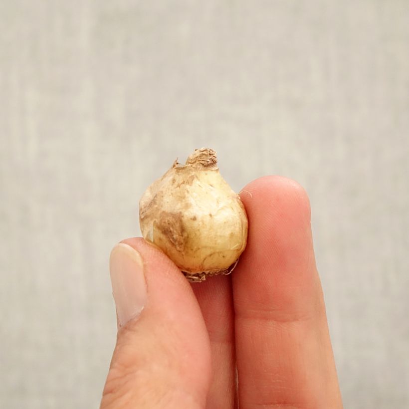 Spécimen de Muscari armeniacum Alida Bulbe calibre 7+ tel que livré en automne