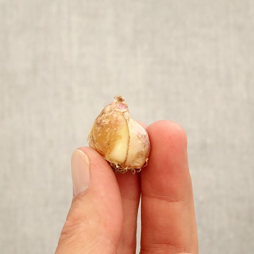 Spécimen de Muscari armeniacum Aqua Magic Bulbe calibre 7+ tel que livré en automne