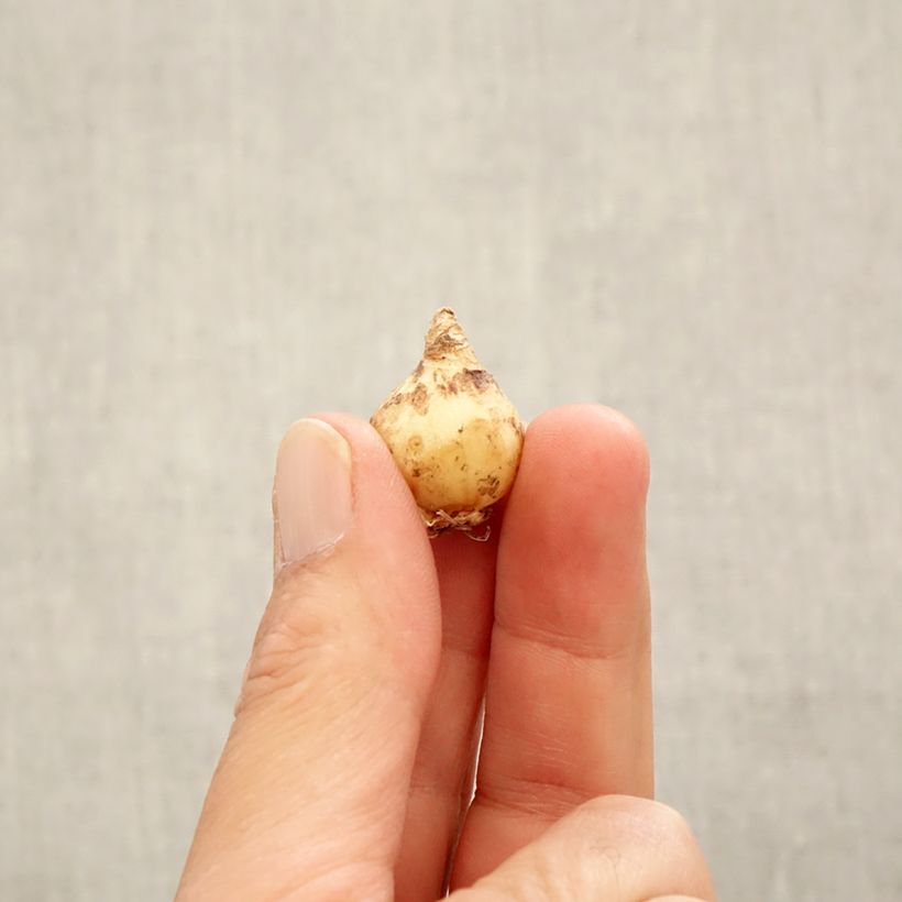 Spécimen de Muscari armeniacum Bulbe calibre 6+ tel que livré en automne