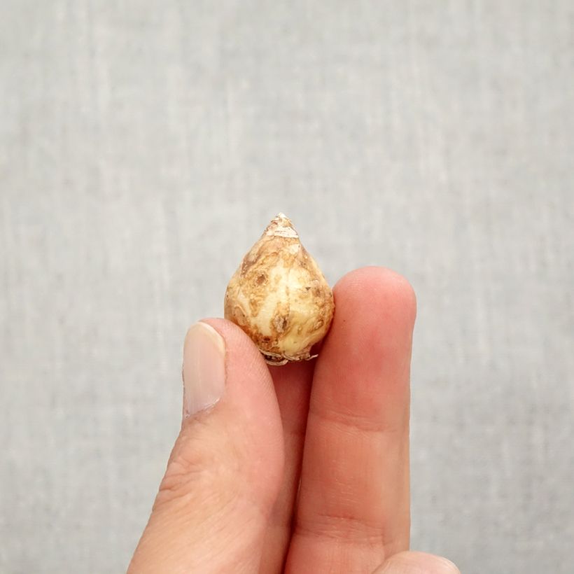 Spécimen de Muscari aucheri Blue Magic Bulbe calibre 7+ tel que livré en automne