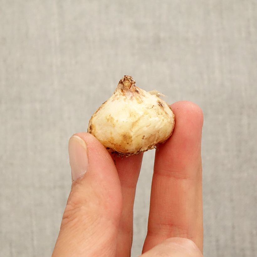 Spécimen de Muscari aucheri White Magic Bulbe calibre 9+ tel que livré en automne