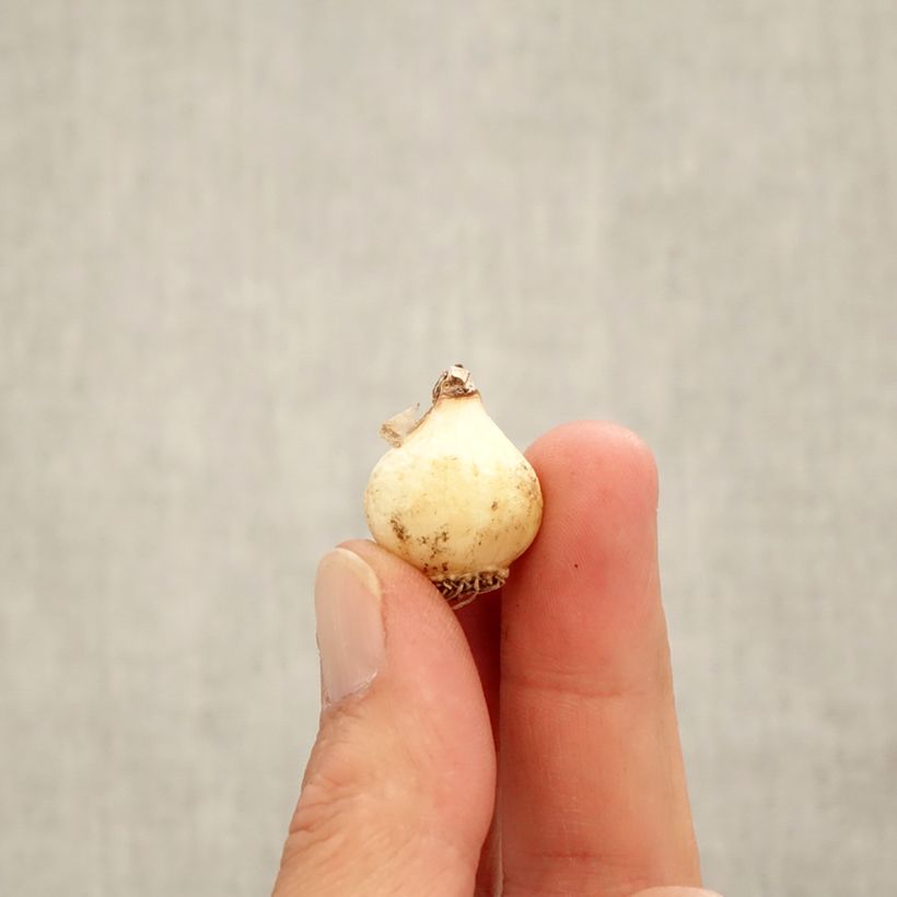 Spécimen de Muscari azureum Bulbe calibre 6+ tel que livré en automne