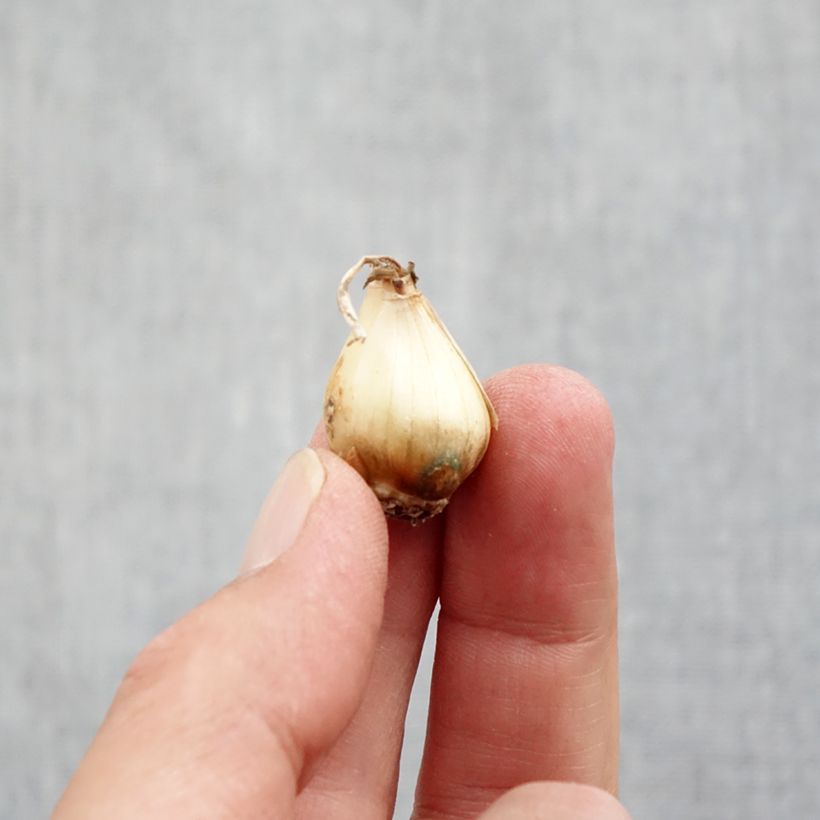 Spécimen de Muscari botryoides Bulbe calibre 5+ tel que livré en automne