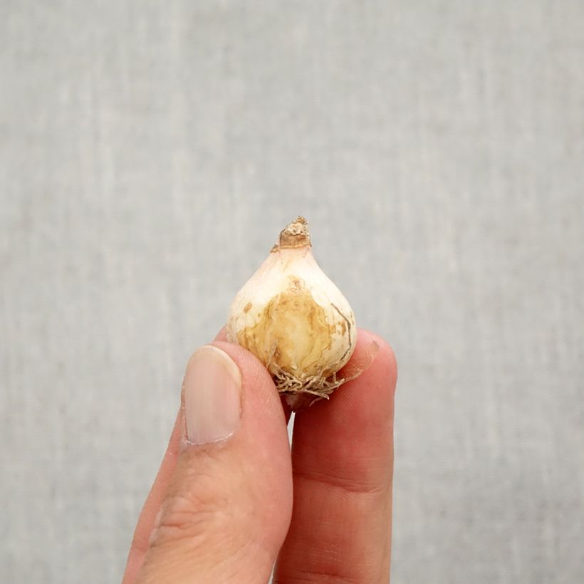 Spécimen de Muscari comosum Plumosum - Muscari à toupet Bulbe calibre 8+ tel que livré en automne