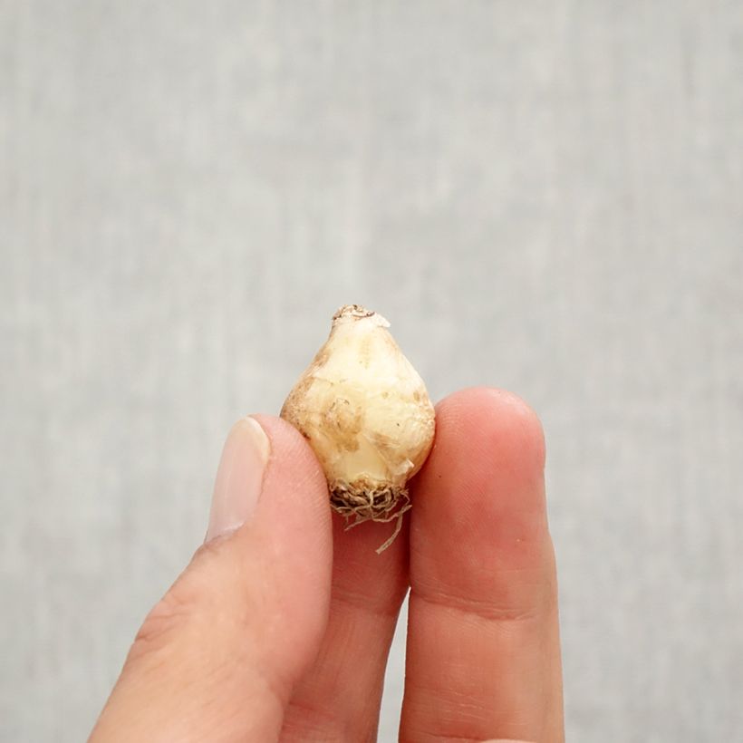 Spécimen de Muscari Joyce Spirit Bulbe calibre 7+ tel que livré en automne