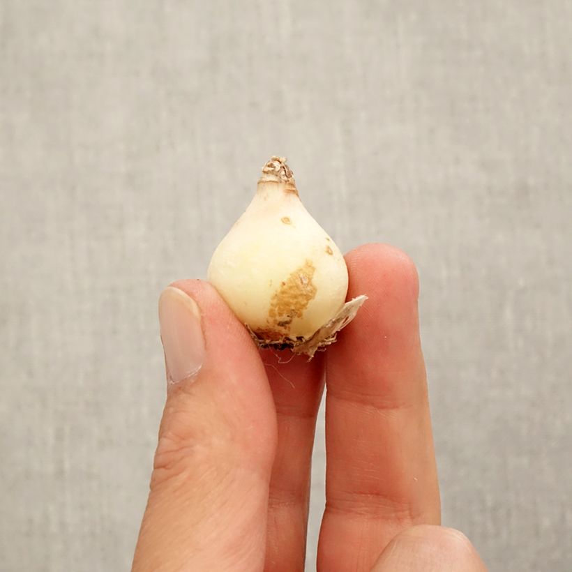 Spécimen de Muscari Manon Bulbe calibre 8+ tel que livré en automne