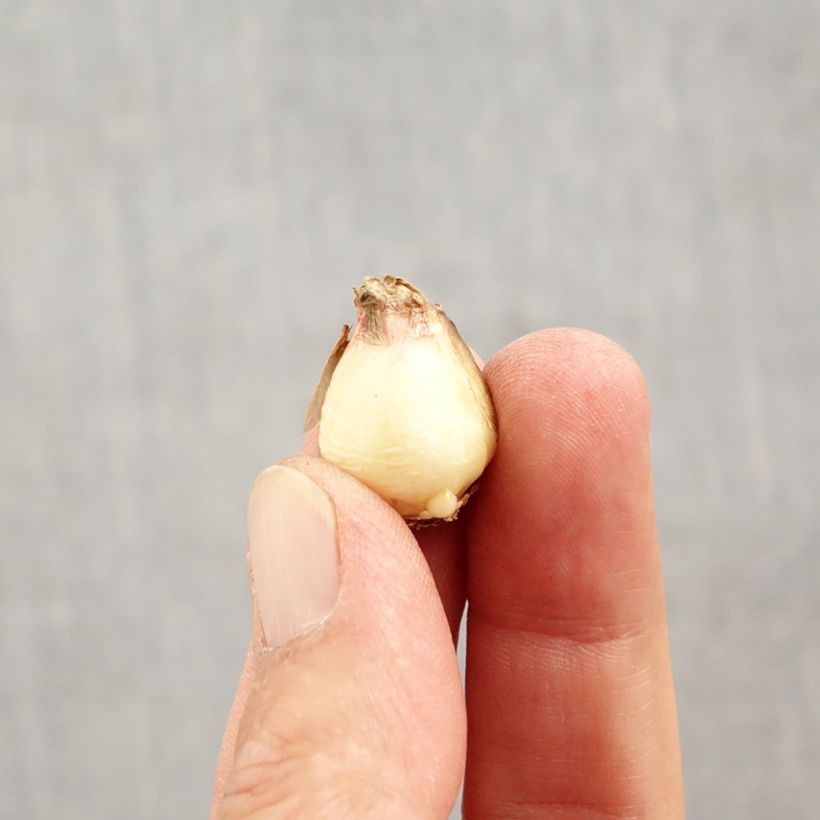 Spécimen de Muscari Mount Hood Bulbe calibre 5+ tel que livré en automne