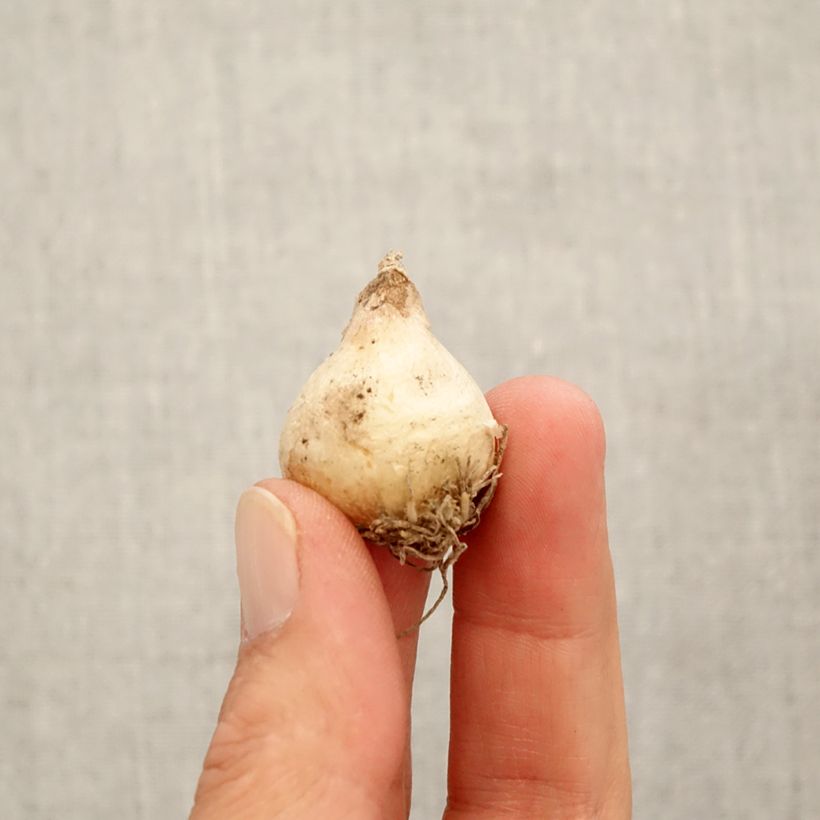 Spécimen de Muscari muscarimi (racemosum) Bulbe calibre 8+ tel que livré en automne