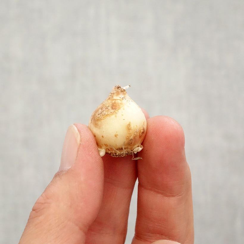 Spécimen de Muscari Peppermint Bulbe calibre 7+ tel que livré en automne