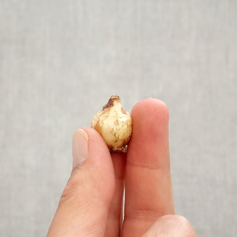 Spécimen de Muscari Pink Sunrise Bulbe calibre 6+ tel que livré en automne