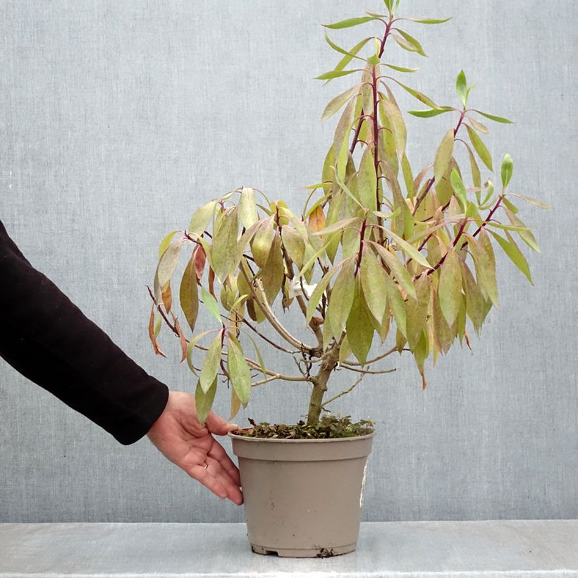 Spécimen de Myoporum laetum Pot de 4L/5L tel que livré en automne