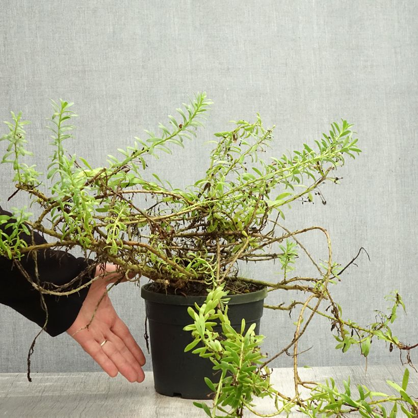Spécimen de Myoporum parvifolium à fleurs blanches Pot de 3L/4L tel que livré en automne