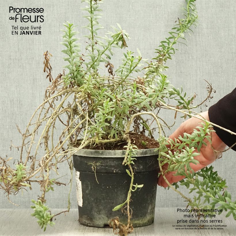 Spécimen de Myoporum parvifolium à fleurs blanches Pot de 3L/4L tel que livré en hiver