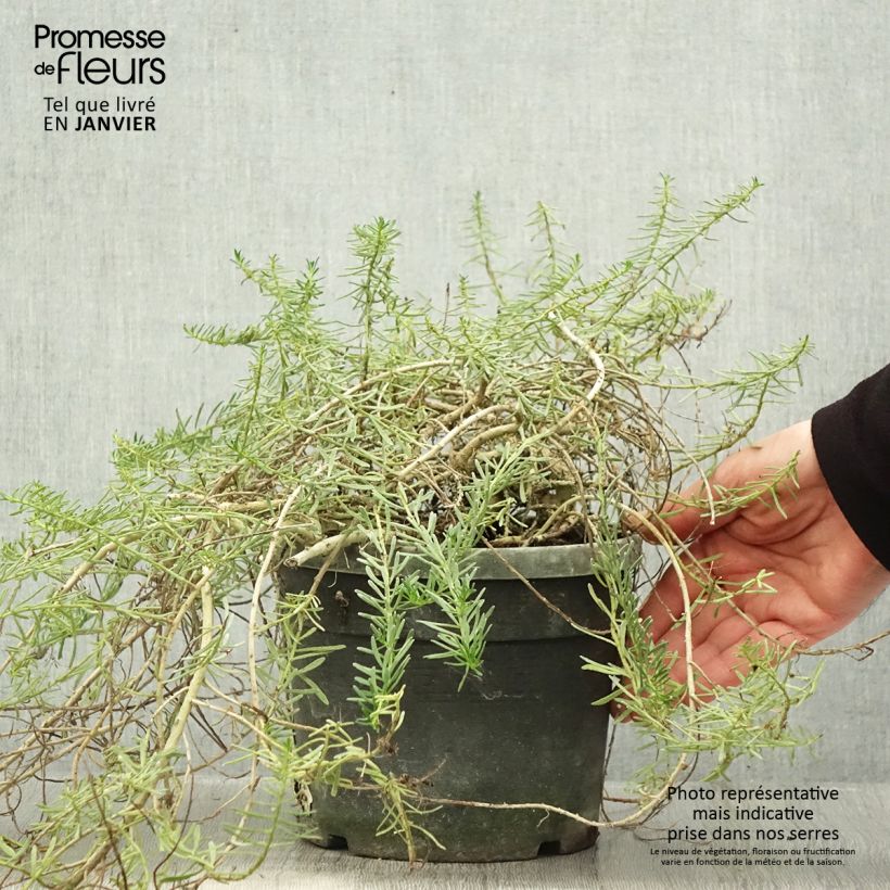 Spécimen de Myoporum parvifolium Rose Pot de 3L/4L tel que livré en hiver