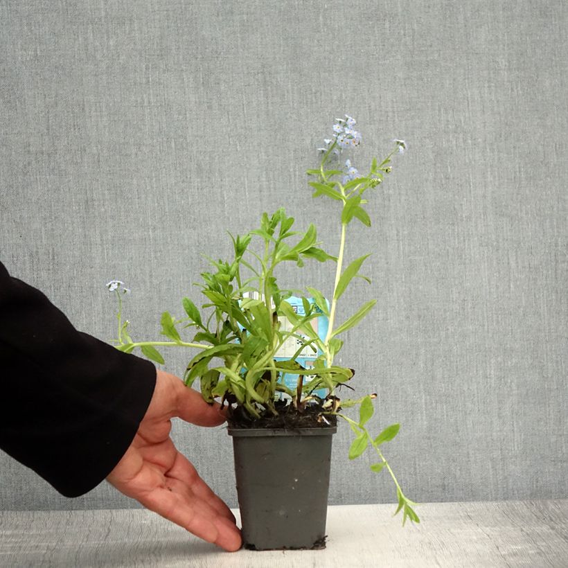 Spécimen de Myosotis scorpioides Alba - Myosotis des marais Godet de 8/9 cm tel que livré au printemps