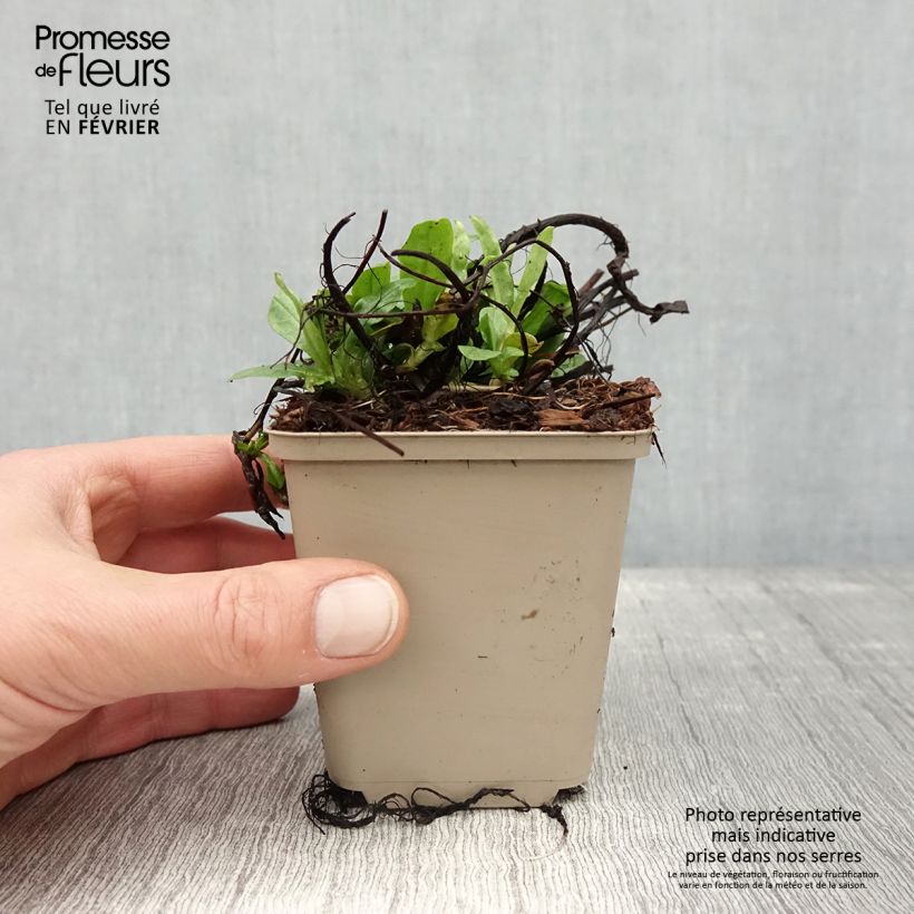 Spécimen de Myosotis scorpioides - Myosotis des marais Godet de 8/9 cm tel que livré en hiver