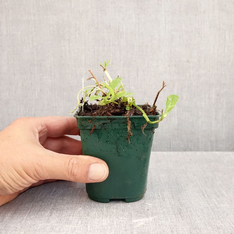 Spécimen de Myosotis scorpioides - Myosotis des marais Godet de 8/9 cm tel que livré en automne