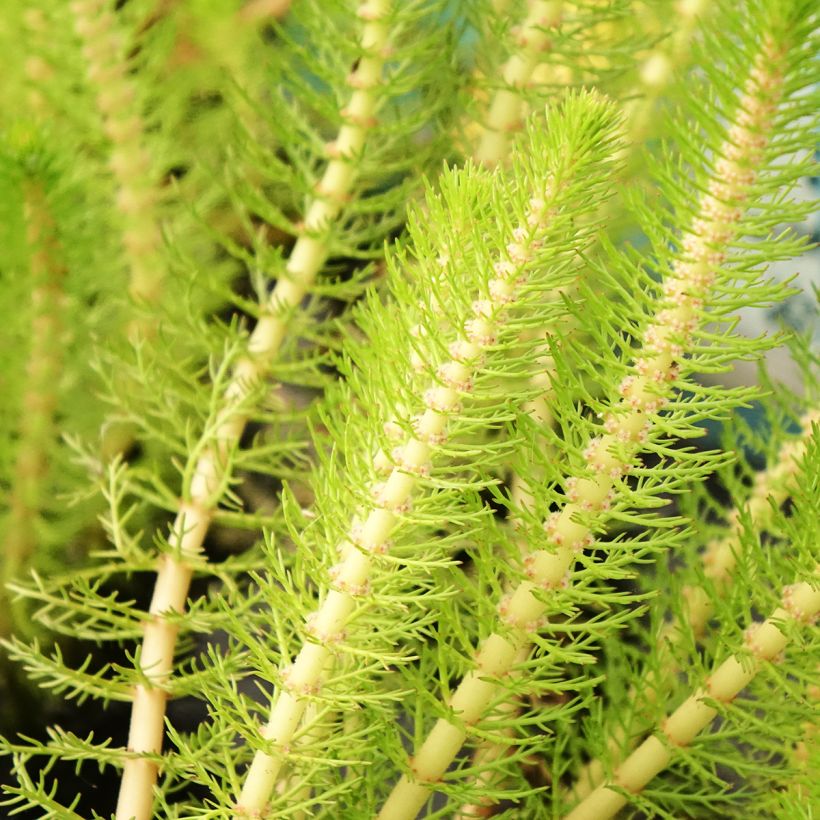 Myriophyllum crispata - Myriophylle (Feuillage)