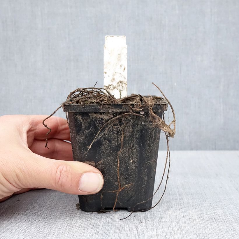 Amostra de Myriophyllum spicatum Vaso de 8/9 cm tal como entregue na primavera