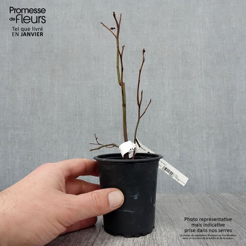 Spécimen de Myrtille d'Amérique - Vaccinium corymbosum Berkeley Godet de 8/9 cm tel que livré en hiver