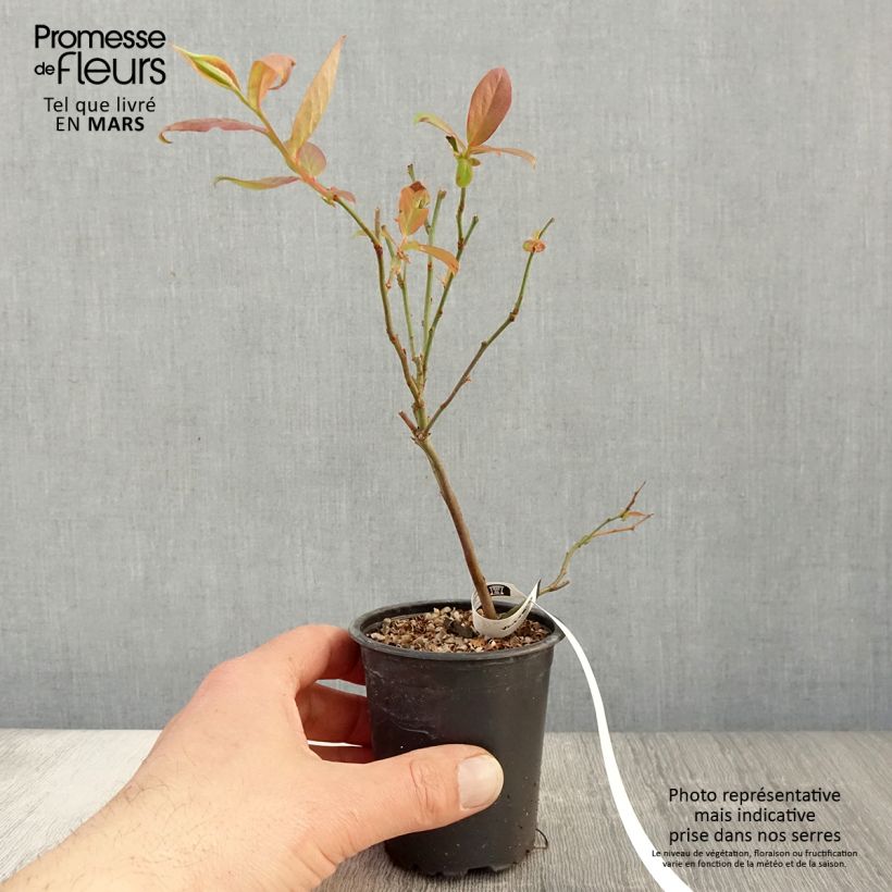Spécimen de Myrtille d'Amérique - Vaccinium corymbosum Berkeley Godet de 8/9 cm tel que livré au printemps