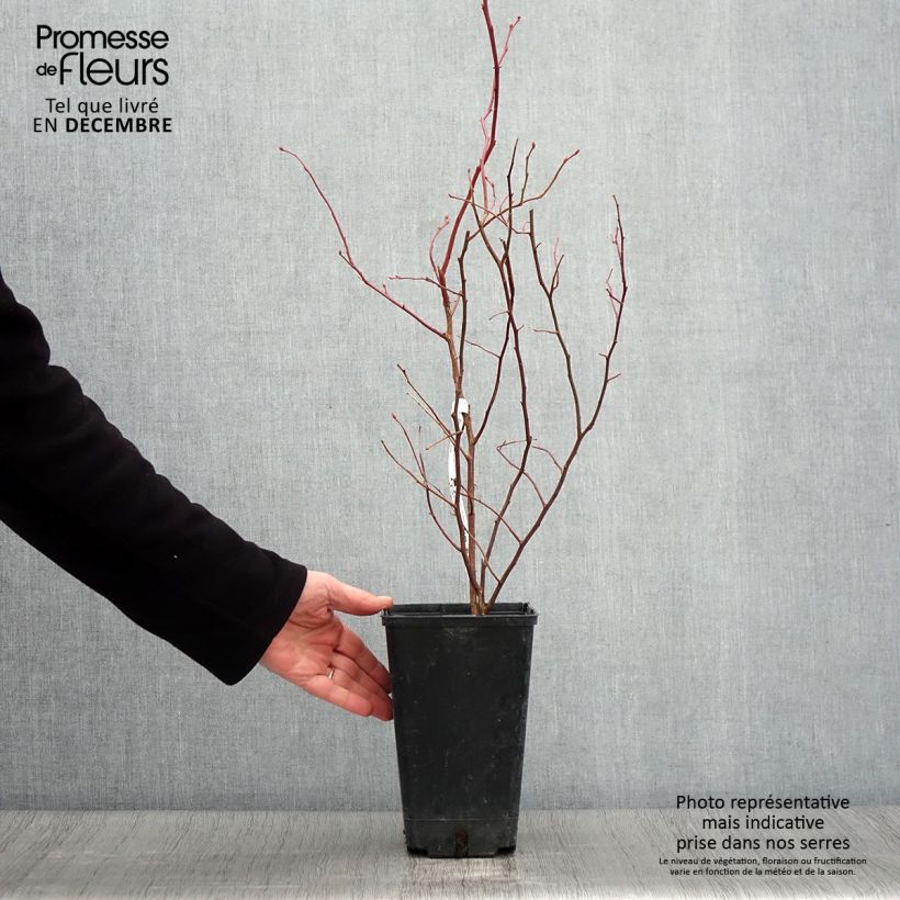 Spécimen de Myrtille d'Amérique - Vaccinium corymbosum Berkeley Pot de 1,5L/2L tel que livré en automne