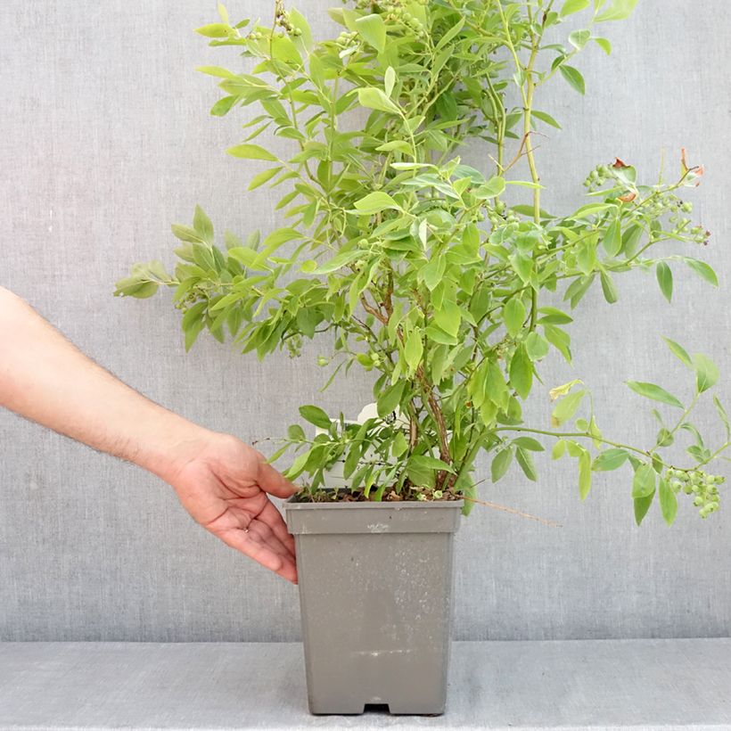 Spécimen de Myrtille d'Amérique - Vaccinium corymbosum Blue Pearl Pot de 4L/5L tel que livré au printemps