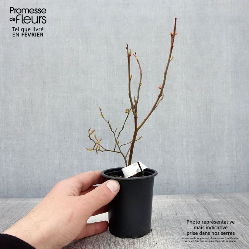 Spécimen de Myrtille d'Amérique - Vaccinium corymbosum Brigitta Godet de 8/9 cm tel que livré en hiver