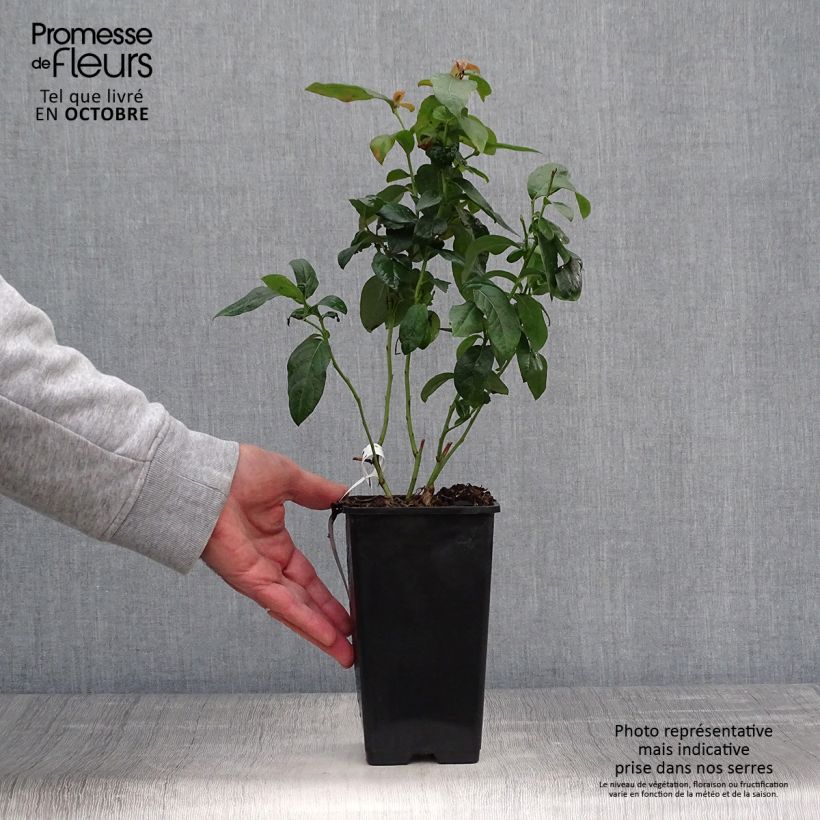 Spécimen de Myrtille d'Amérique - Vaccinium corymbosum Brigitta Pot de 1L/1,5L, Buisson tel que livré en automne