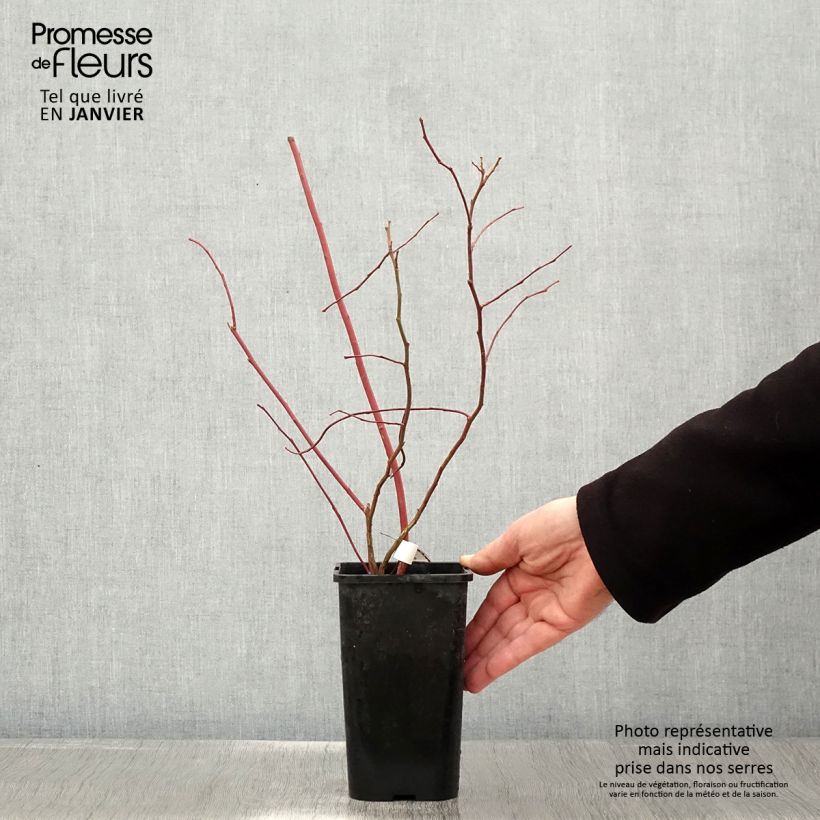 Spécimen de Myrtille d'Amérique - Vaccinium corymbosum Brigitta Pot de 1,5L/2L, Buisson tel que livré en hiver