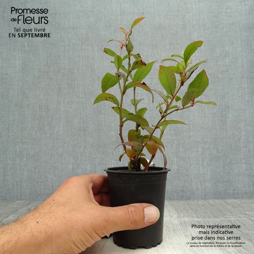 Spécimen de Myrtille d'Amérique - Vaccinium corymbosum Darrow Godet de 8/9 cm tel que livré en automne