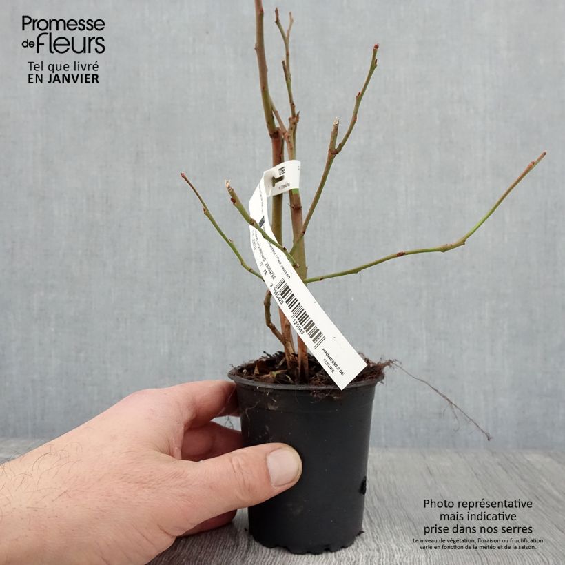 Spécimen de Myrtille d'Amérique - Vaccinium corymbosum Darrow Godet de 8/9 cm tel que livré en hiver