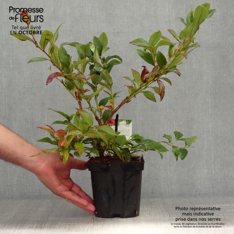 Spécimen de Myrtille d'Amérique - Vaccinium corymbosum Darrow Pot de 1,5L/2L tel que livré en automne