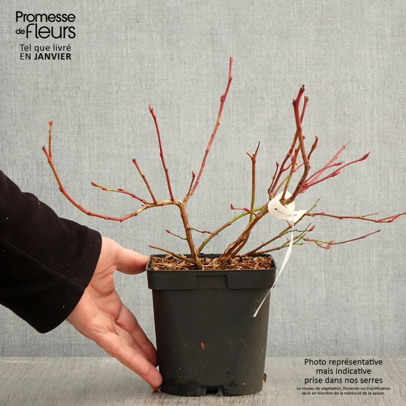 Spécimen de Myrtille d'Amérique - Vaccinium corymbosum Darrow Pot de 1,5L/2L tel que livré en hiver