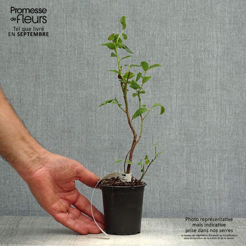 Spécimen de Myrtille d'Amérique - Vaccinium corymbosum Duke Godet de 8/9 cm tel que livré en automne