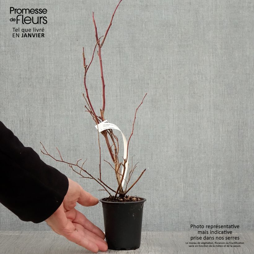 Spécimen de Myrtille d'Amérique - Vaccinium corymbosum Duke Godet de 8/9 cm tel que livré en hiver