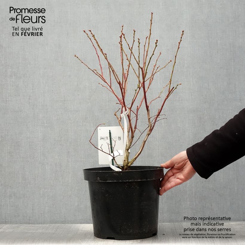 Spécimen de Myrtille d'Amérique - Vaccinium corymbosum Duke Pot de 7,5L/10L tel que livré en hiver