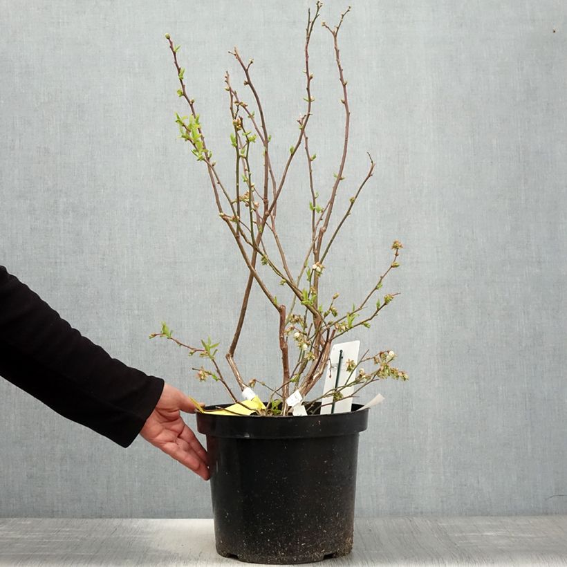 Spécimen de Myrtille d'Amérique - Vaccinium corymbosum Duke Pot de 7,5L/10L tel que livré au printemps