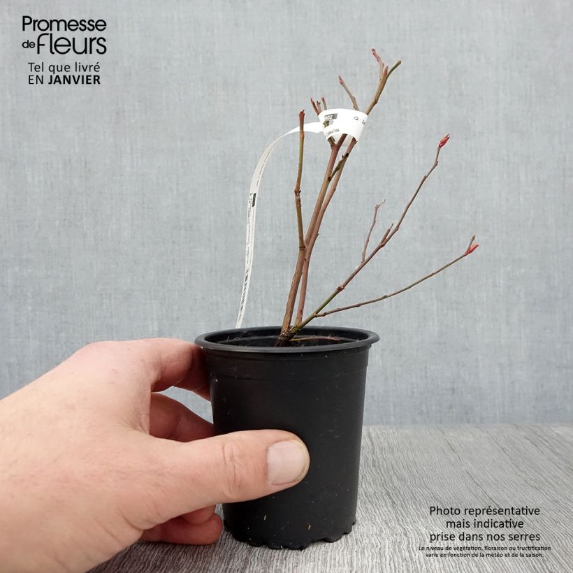 Spécimen de Myrtille d'Amérique - Vaccinium corymbosum Ivanhoe Godet de 8/9 cm tel que livré en hiver