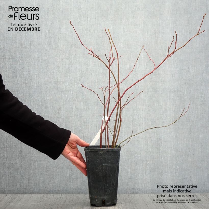 Spécimen de Myrtille d'Amérique - Vaccinium corymbosum Ivanhoe Pot de 1,5L/2L, Buisson tel que livré en automne