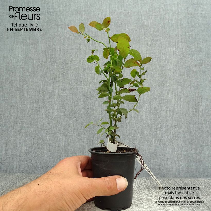 Spécimen de Myrtille d'Amérique - Vaccinium corymbosum Legacy Godet de 8/9 cm tel que livré en automne