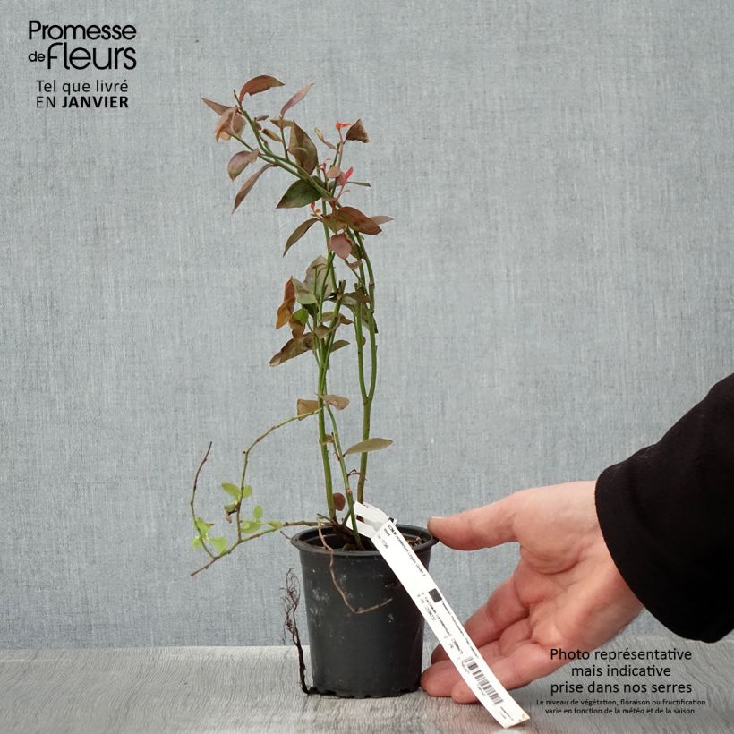 Spécimen de Myrtille d'Amérique - Vaccinium corymbosum Legacy Godet de 8/9 cm tel que livré en hiver