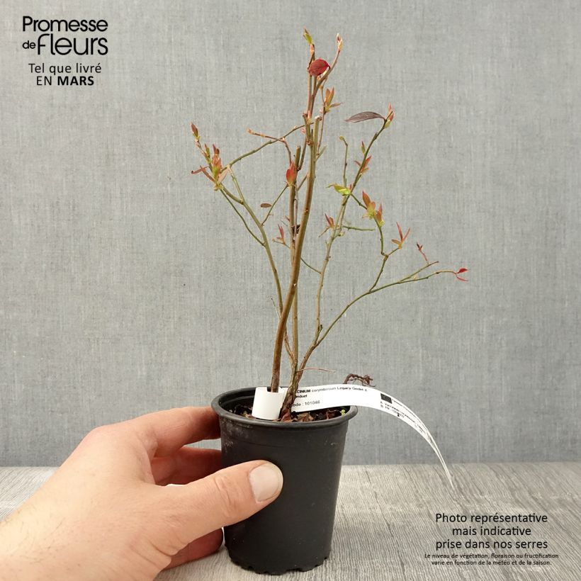 Spécimen de Myrtille d'Amérique - Vaccinium corymbosum Legacy Godet de 8/9 cm tel que livré au printemps