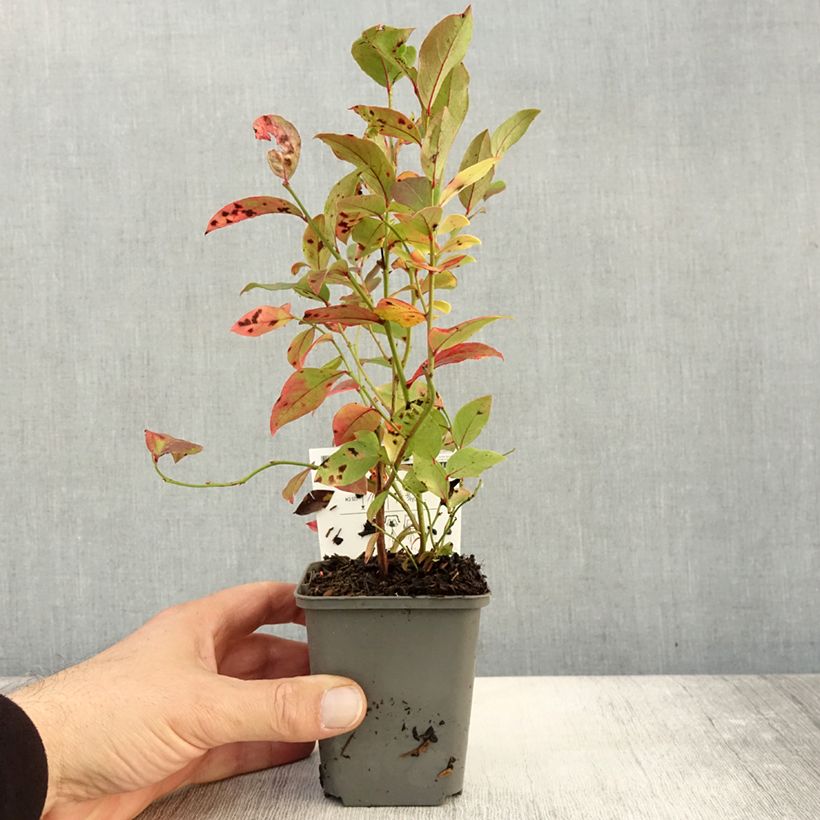 Spécimen de Myrtille d'Amérique - Vaccinium corymbosum North Blue Godet de 8/9 cm tel que livré en automne