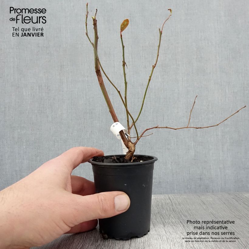 Spécimen de Myrtille d'Amérique - Vaccinium corymbosum North Blue Godet de 8/9 cm tel que livré en hiver