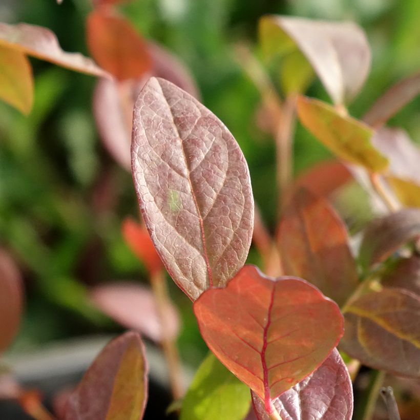 Myrtille d'Amérique - Vaccinium corymbosum North Blue (Feuillage)